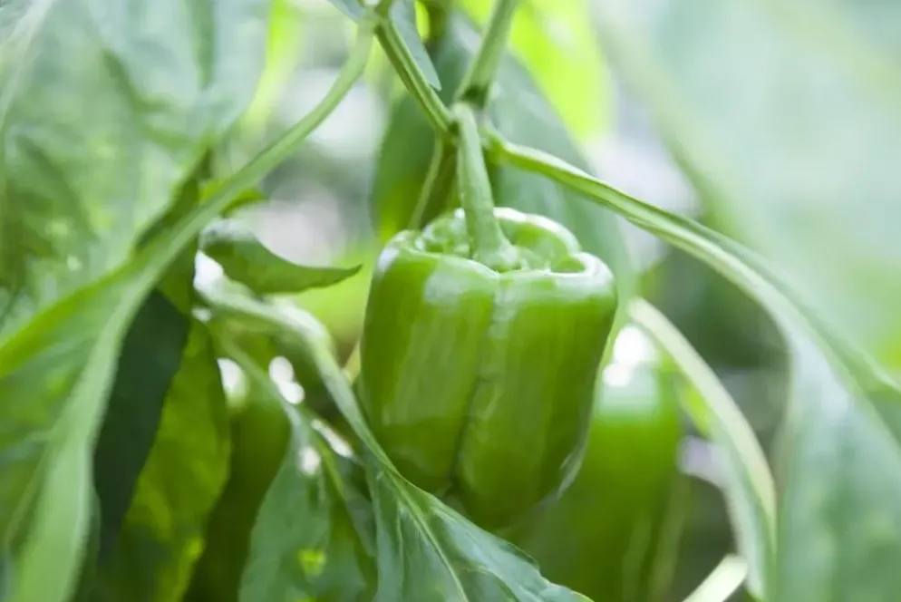 Capsicum annuum (Peper)