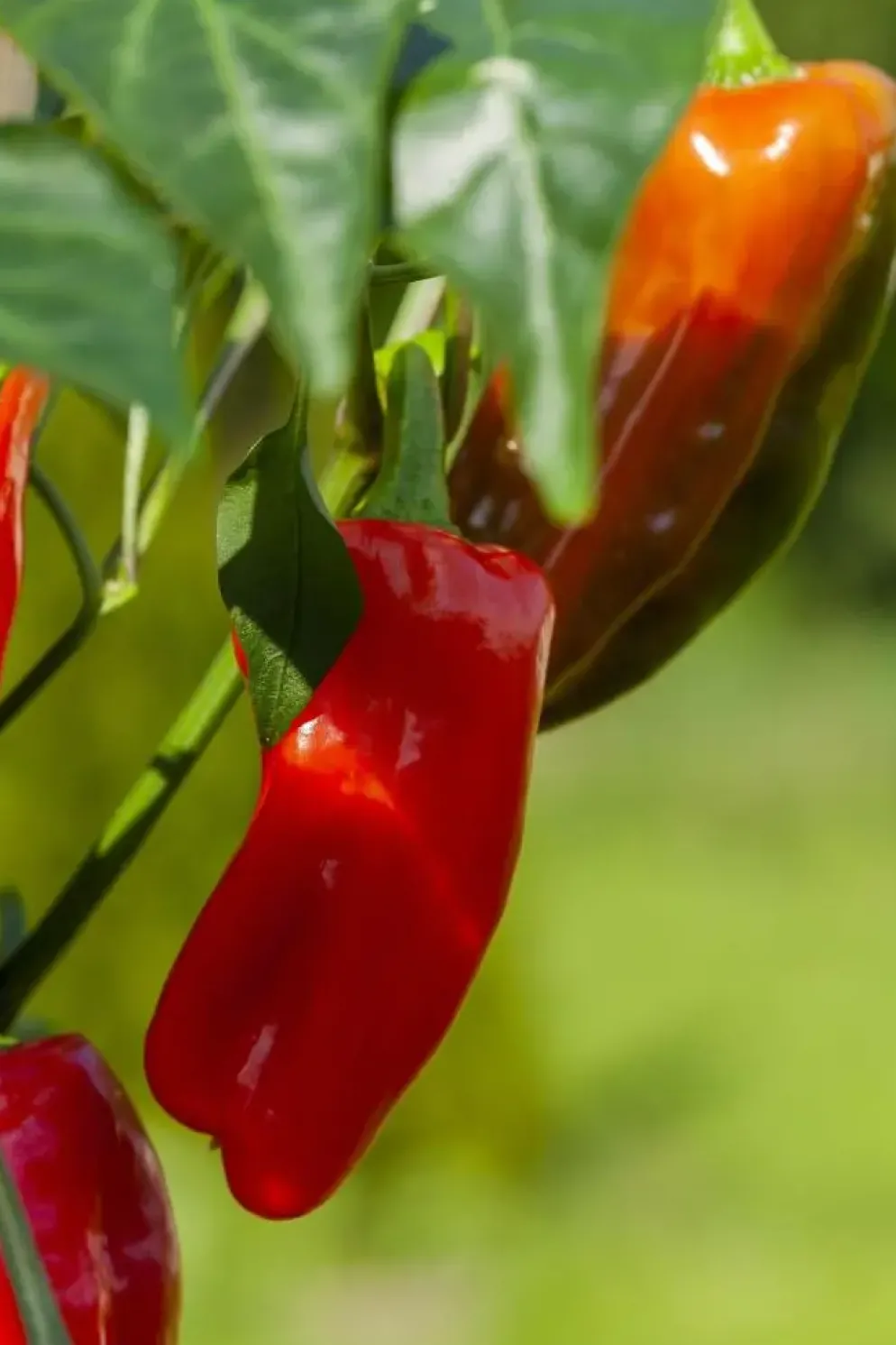 Capsicum annuum (Peper)