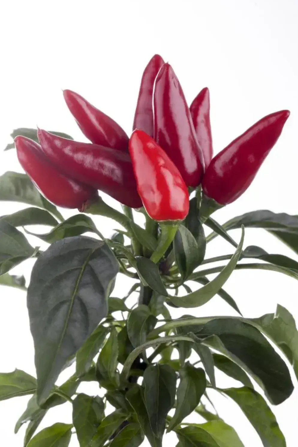 Capsicum annuum (Peper)