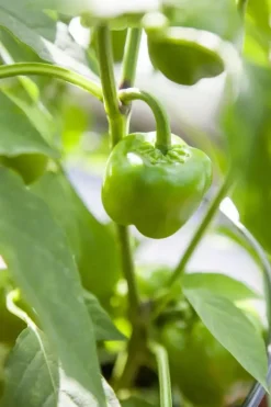 Capsicum annuum (Peper)