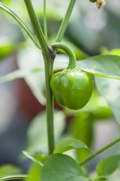Capsicum annuum (Peper)