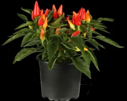 Capsicum annuum (Peper)