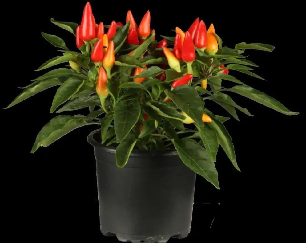 Capsicum annuum (Peper)