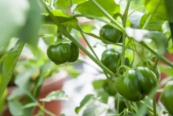 Capsicum annuum (Peper)