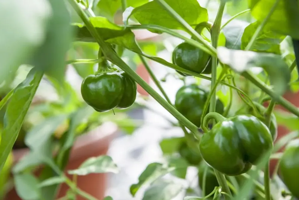 Capsicum annuum (Peper)