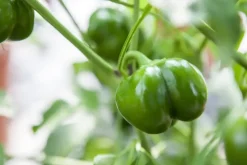 Capsicum annuum (Peper)