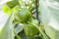 Capsicum annuum (Peper)