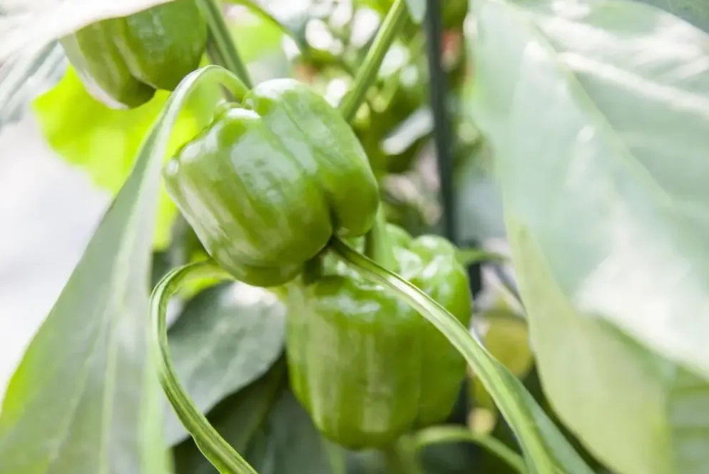 Capsicum annuum (Peper)