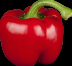 Capsicum annuum (Peper)