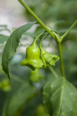 Capsicum annuum (Peper)