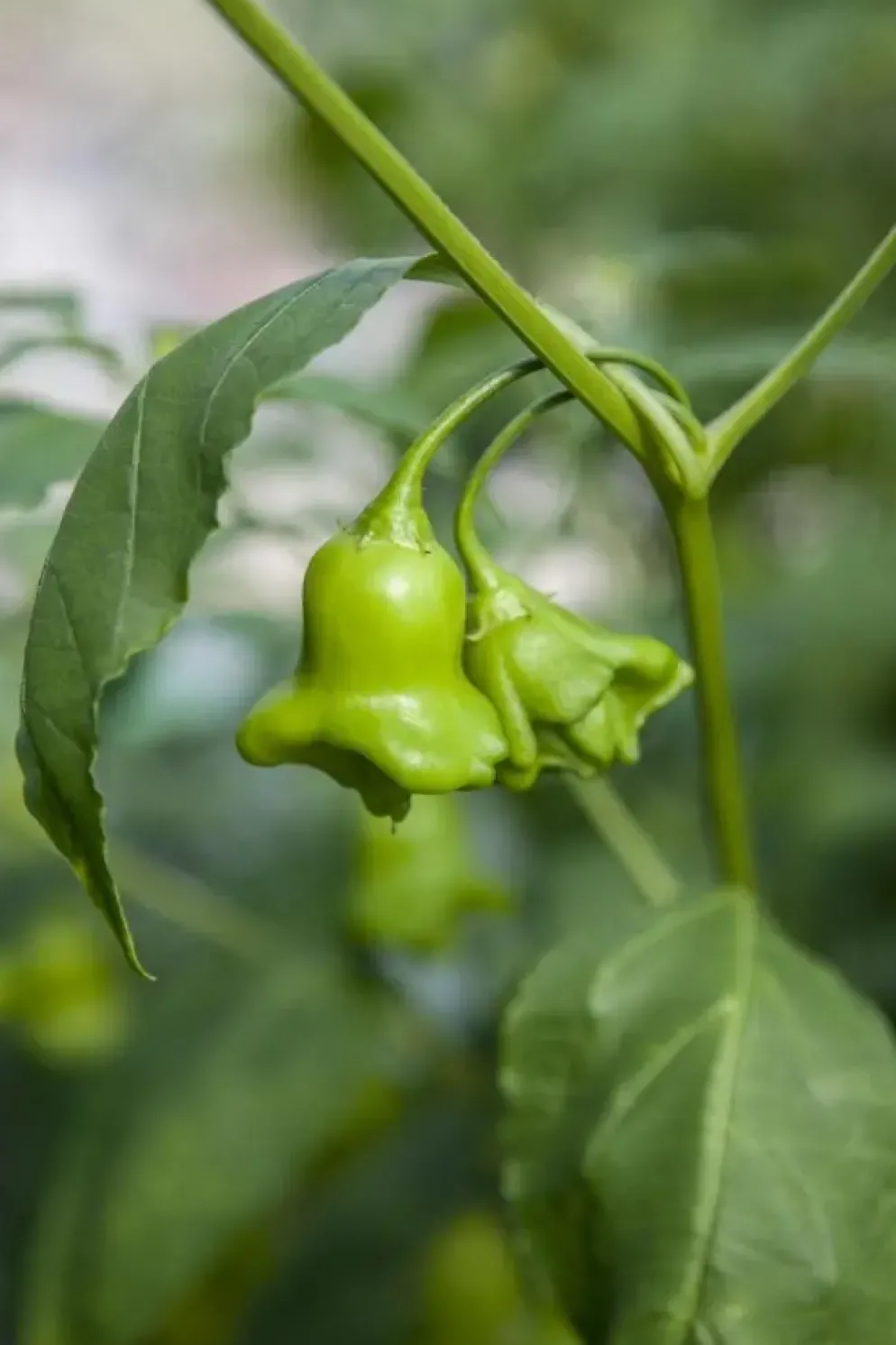 Capsicum annuum (Peper)