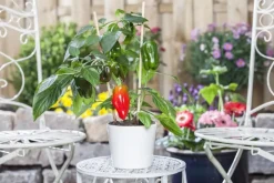 Capsicum annuum (Peper)