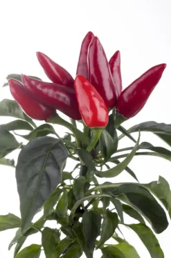 Capsicum annuum (Peper)