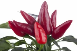 Capsicum annuum (Peper)