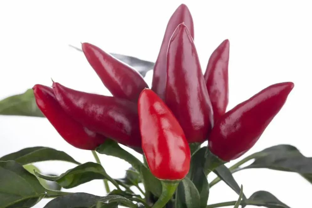Capsicum annuum (Peper)