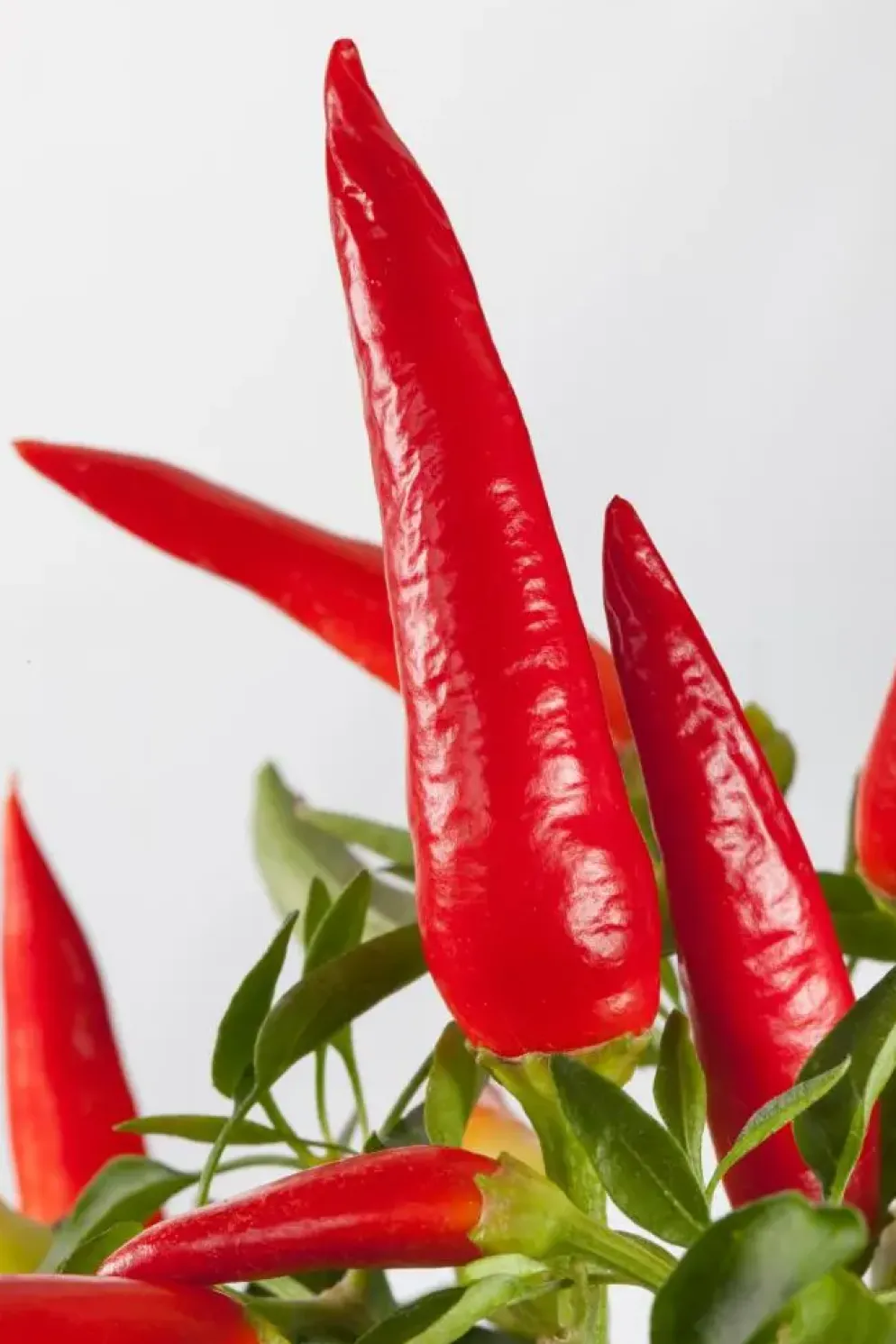 Capsicum annuum (Peper)