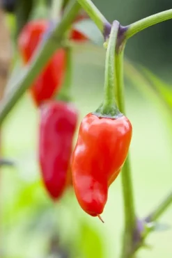 Capsicum annuum (Peper)
