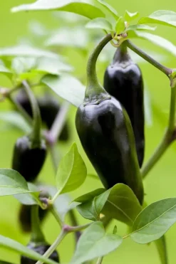 Capsicum annuum (Peper)
