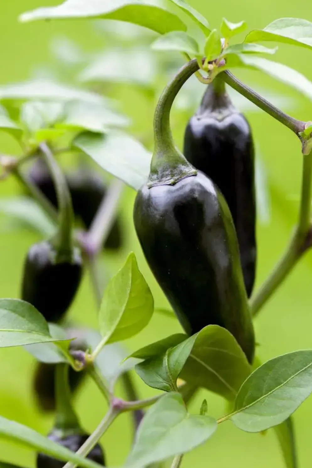Capsicum annuum (Peper)