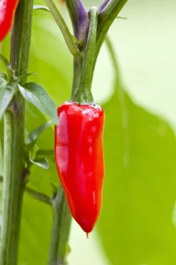 Capsicum annuum (Peper)