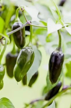 Capsicum annuum (Peper)