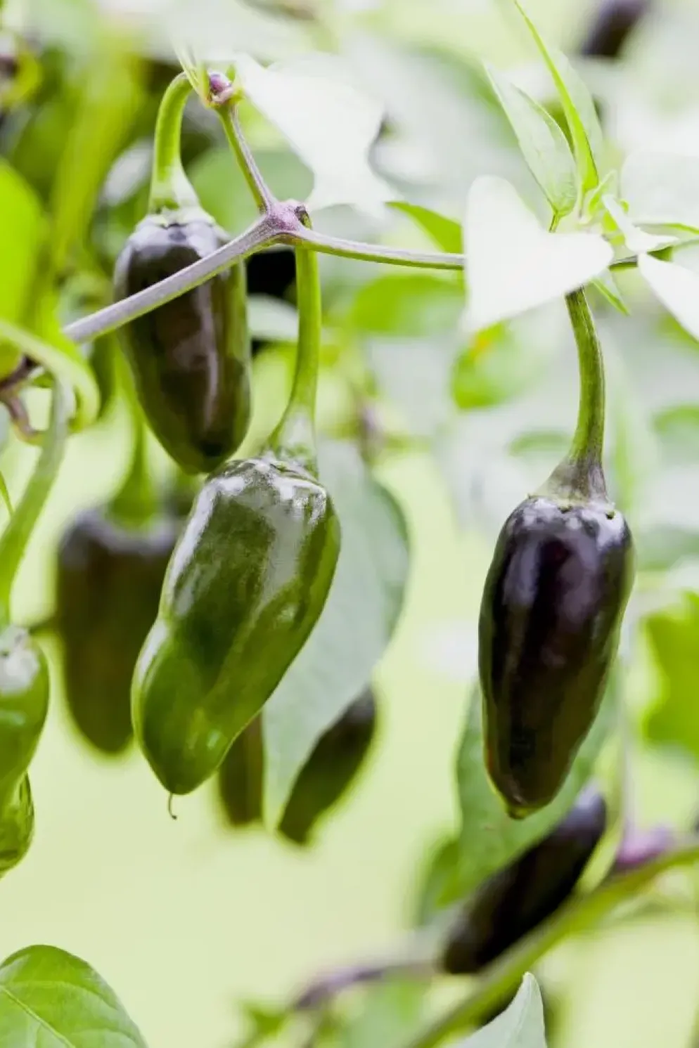 Capsicum annuum (Peper)