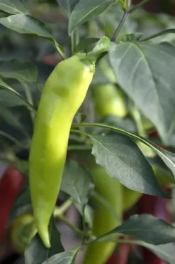 Capsicum annuum (Peper)