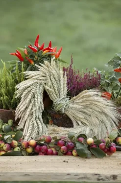 Capsicum annuum (Peper)