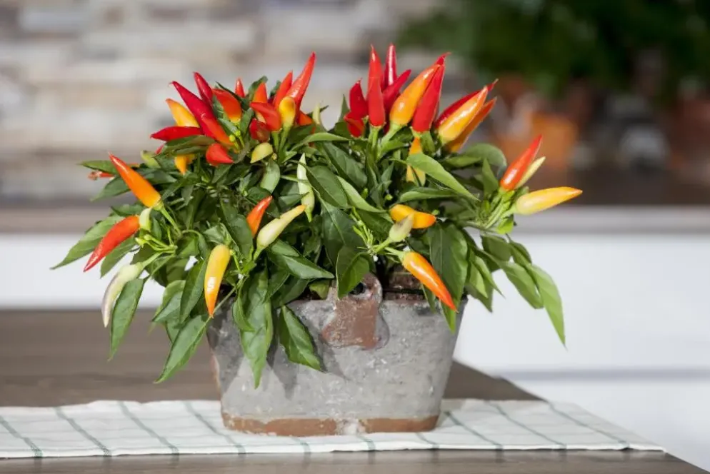Capsicum annuum (Peper)