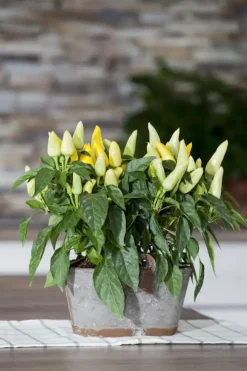 Capsicum annuum (Peper)