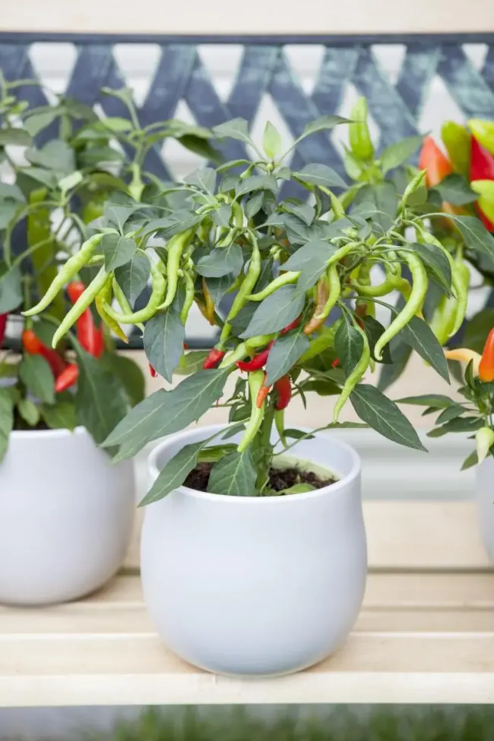Capsicum annuum (Peper)