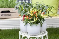 Capsicum annuum (Peper)