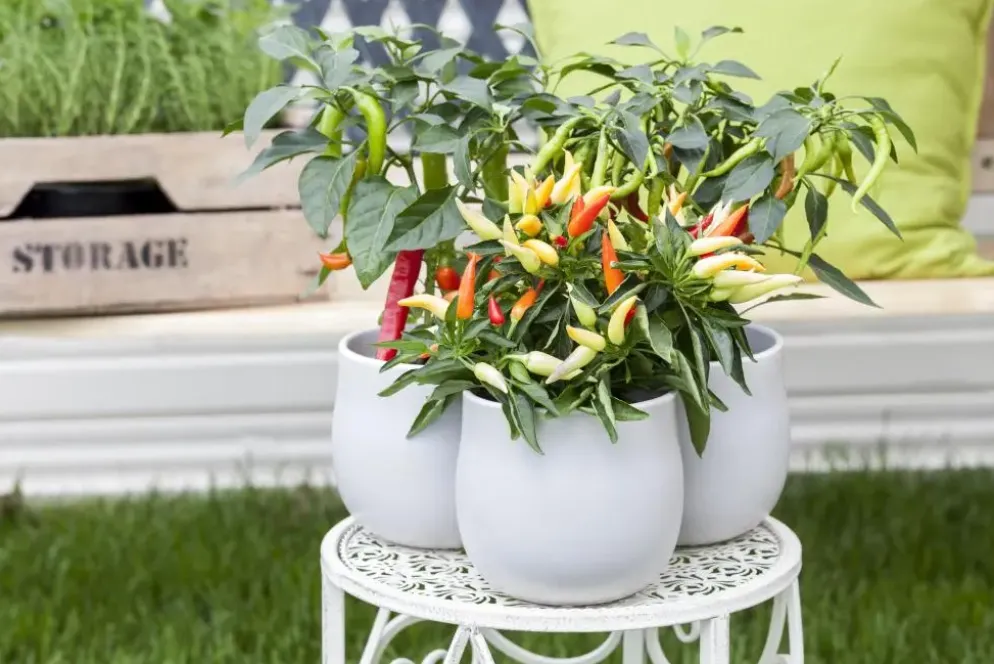 Capsicum annuum (Peper)