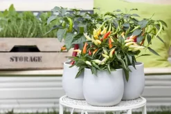 Capsicum annuum (Peper)