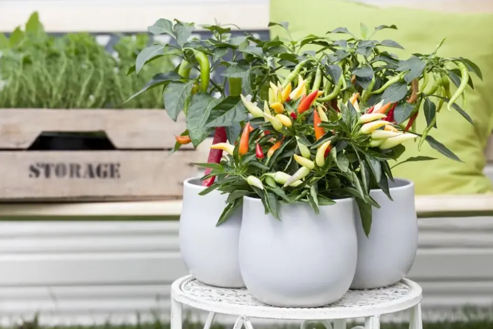 Capsicum annuum (Peper)