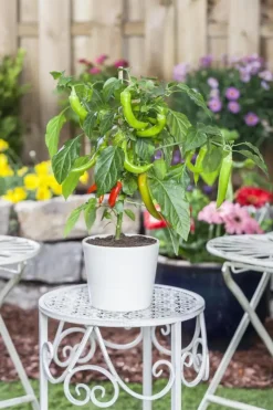 Capsicum annuum (Peper)