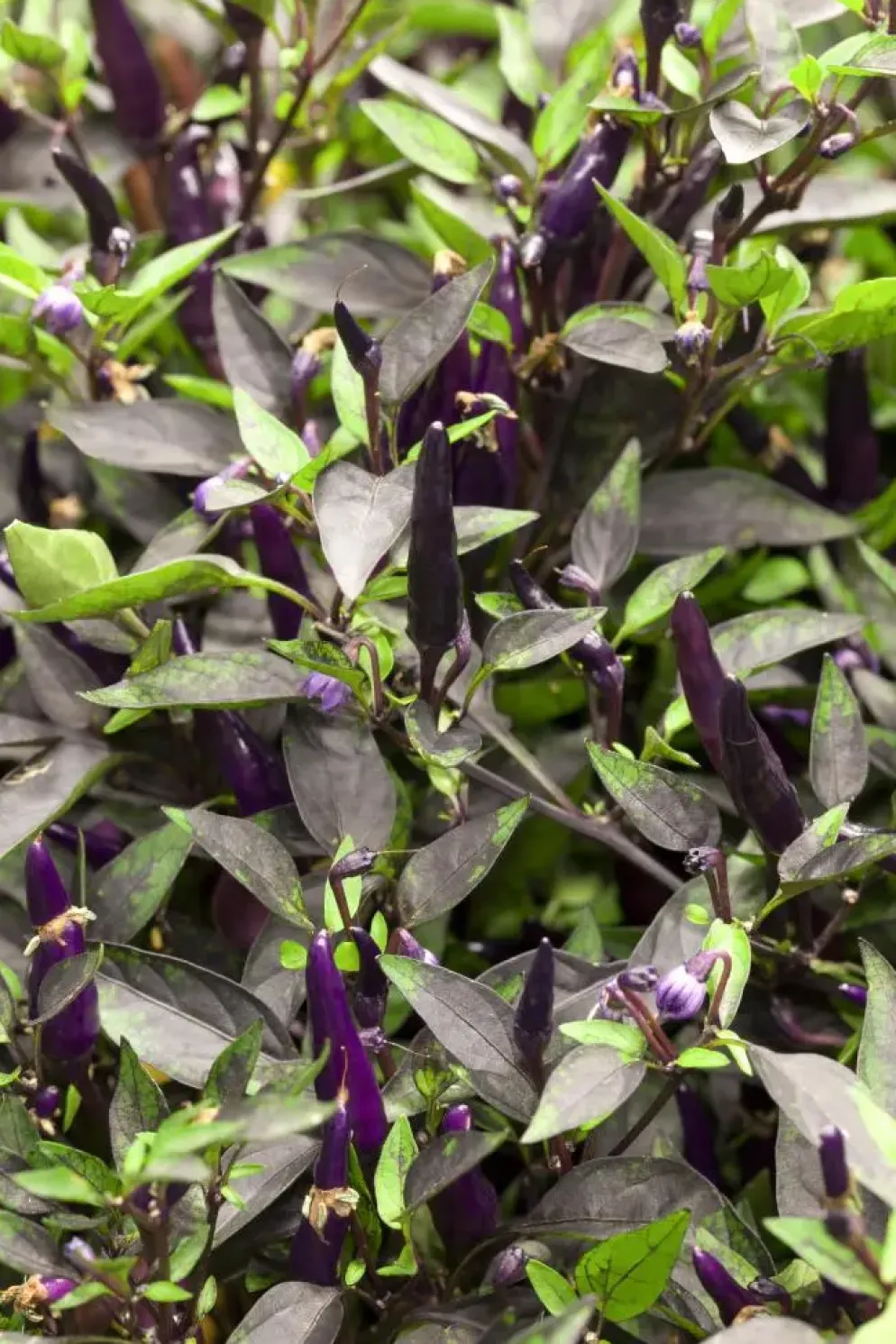 Capsicum annuum (Peper)