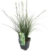 Carex brunnea 'Magic Gree' (Zegge 'Magic Gree')