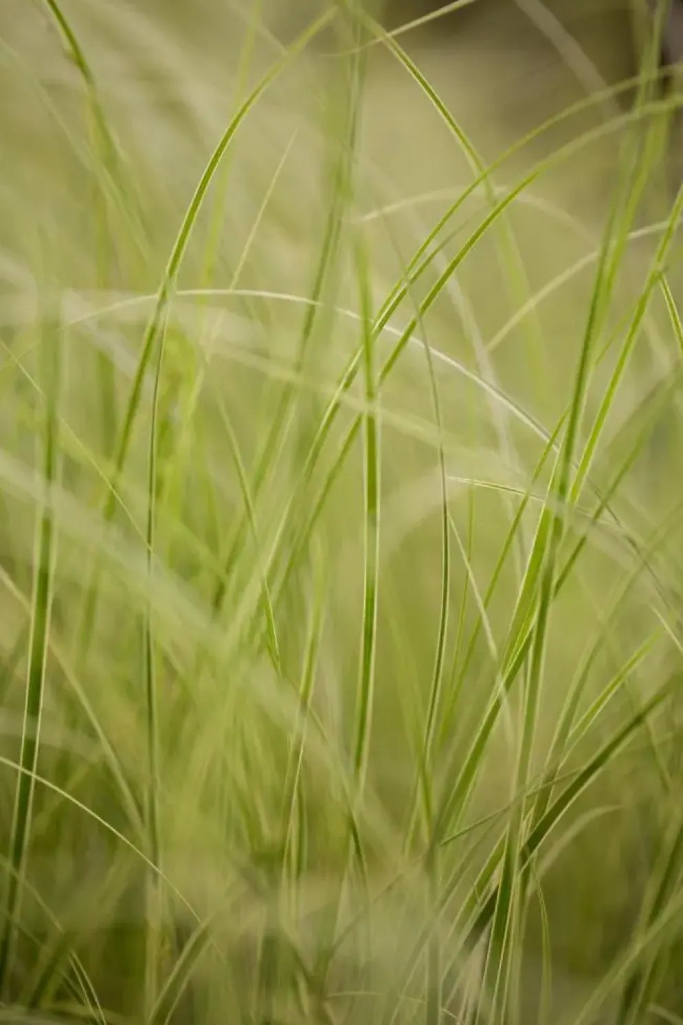 Carex brunnea 'Variegata' (Zegge 'Variegata')