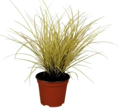 Carex brunnea 'Variegata' (Zegge 'Variegata')