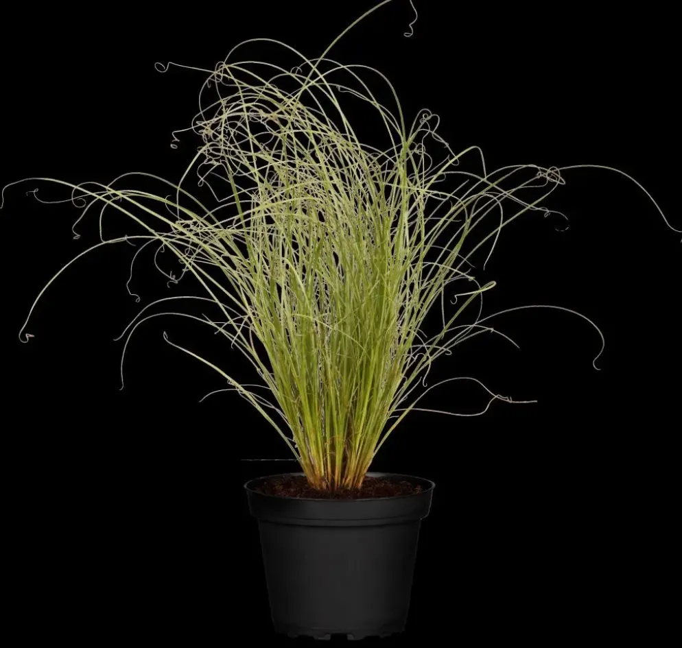 Carex comans 'Frosted Curls' (Zegge 'Frosted Curls')