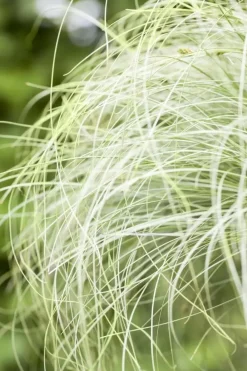 Carex comans 'Frosted Curls' (Zegge 'Frosted Curls')