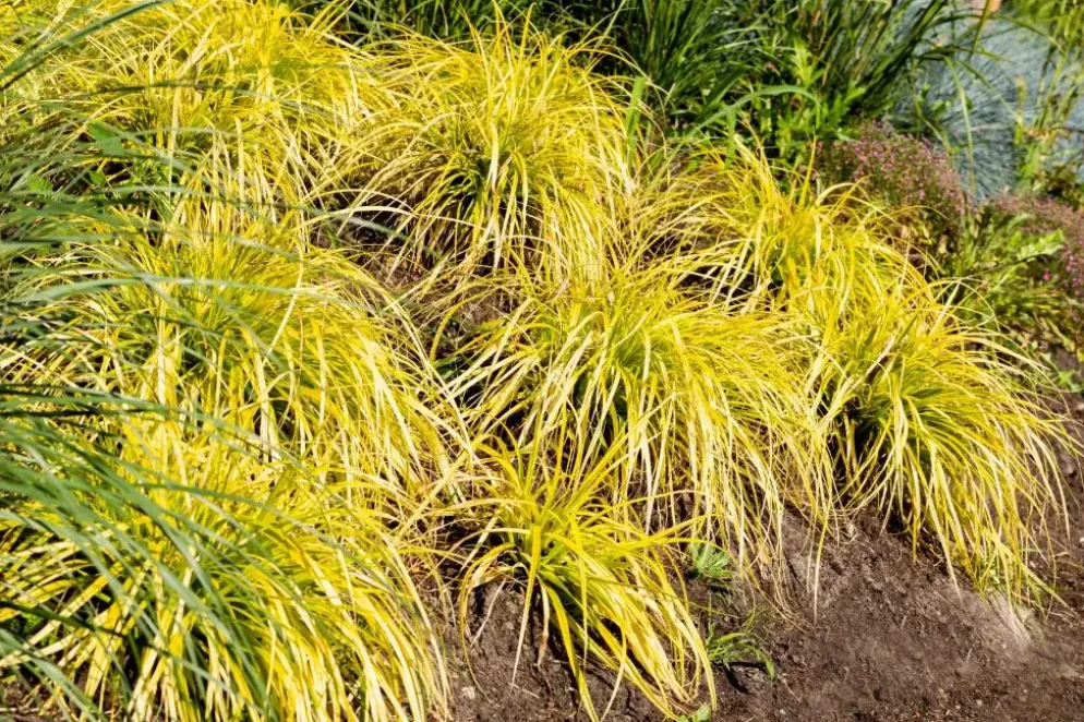 Carex elata 'Aurea' (Zegge 'Aurea')