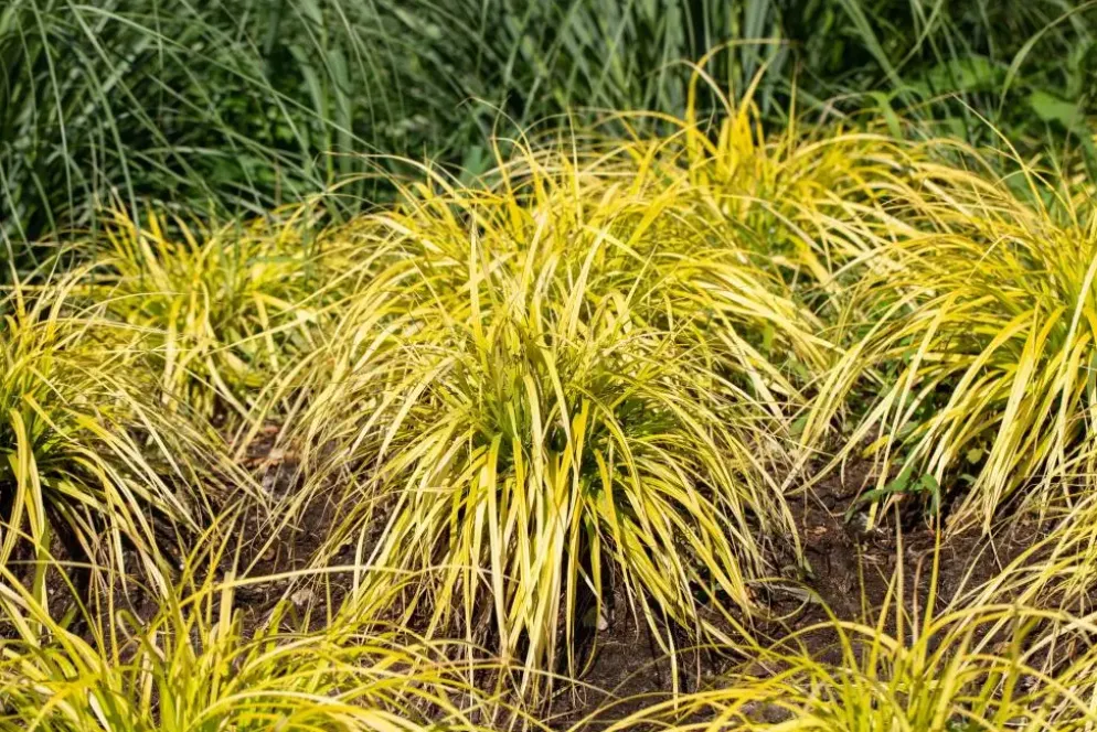 Carex elata 'Aurea' (Zegge 'Aurea')