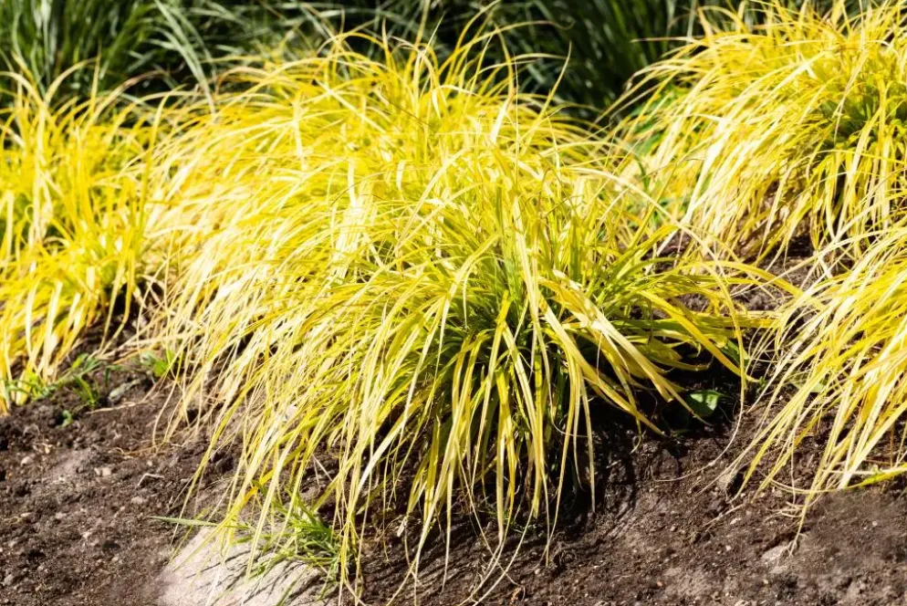 Carex elata 'Aurea' (Zegge 'Aurea')