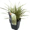 Carex morrowii 'EverColor® Everglow' (Zegge 'EverColor® Everglow')