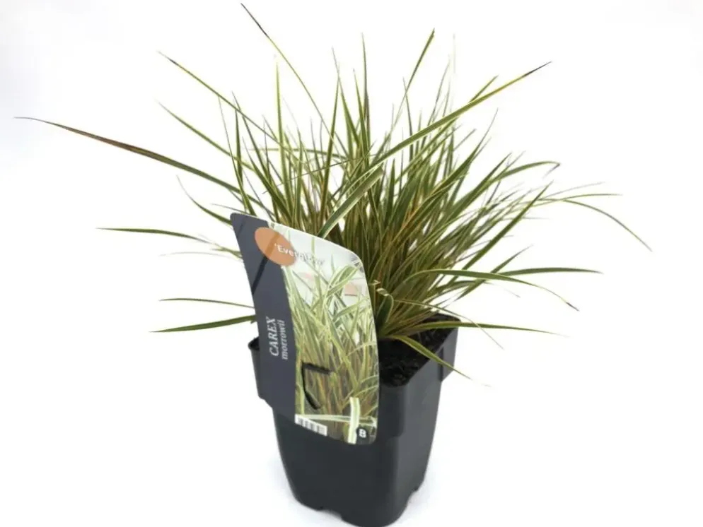 Carex morrowii 'EverColor® Everglow' (Zegge 'EverColor® Everglow')
