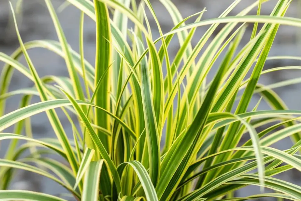 Carex morrowii 'EverColor® Everglow' (Zegge 'EverColor® Everglow')