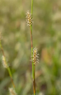 Carex morrowii ssp. foliosissima 'Icedance' (Zegge 'Icedance')