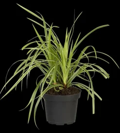 Carex morrowii ssp. foliosissima 'Icedance' (Zegge 'Icedance')